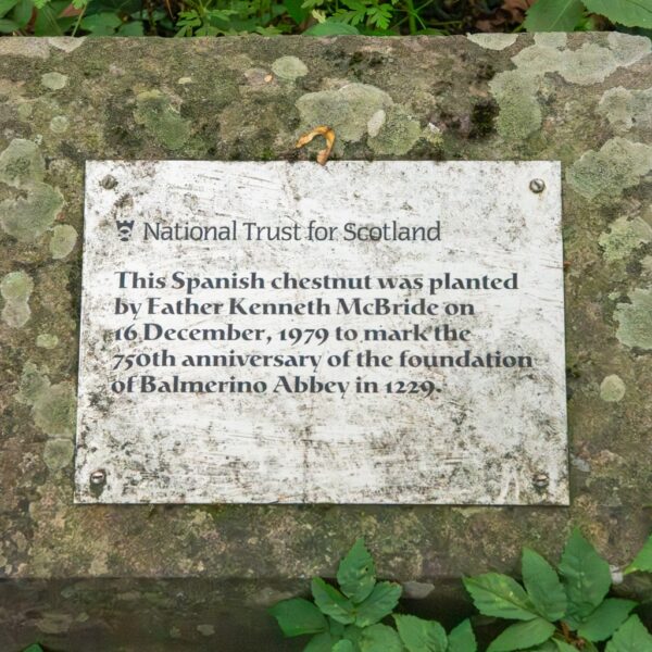 Who knew? The priest, the abbey and the Spanish chestnut