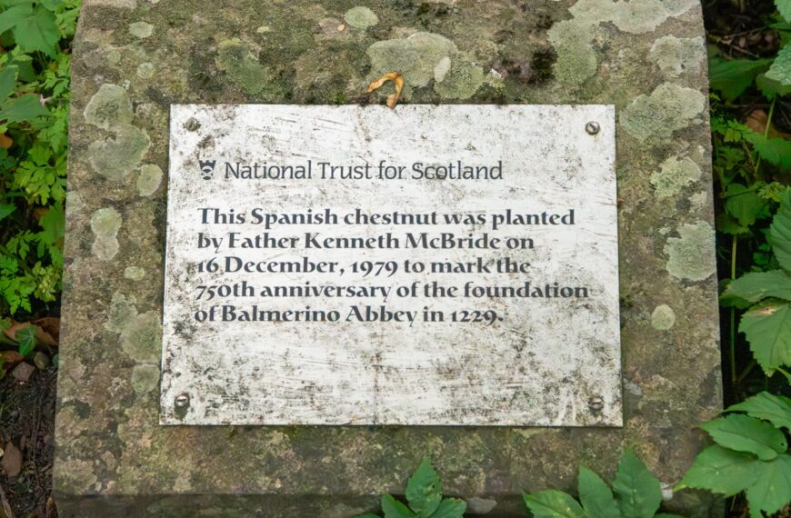 Who knew? The priest, the abbey and the Spanish chestnut